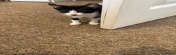 British Shorthair cats for sale: Kittens for sale  - Advert 8