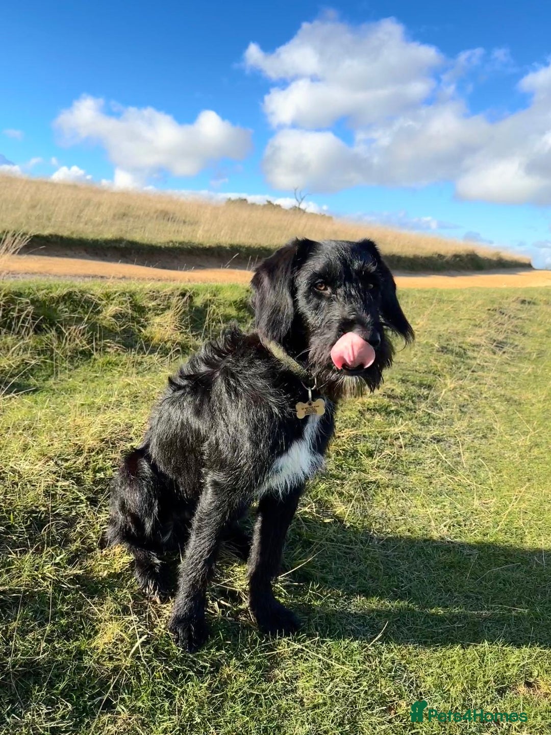 Labradoodle dogs for stud: F1b Miniature Labradoodle (Fully Health Tested) - Advert 31