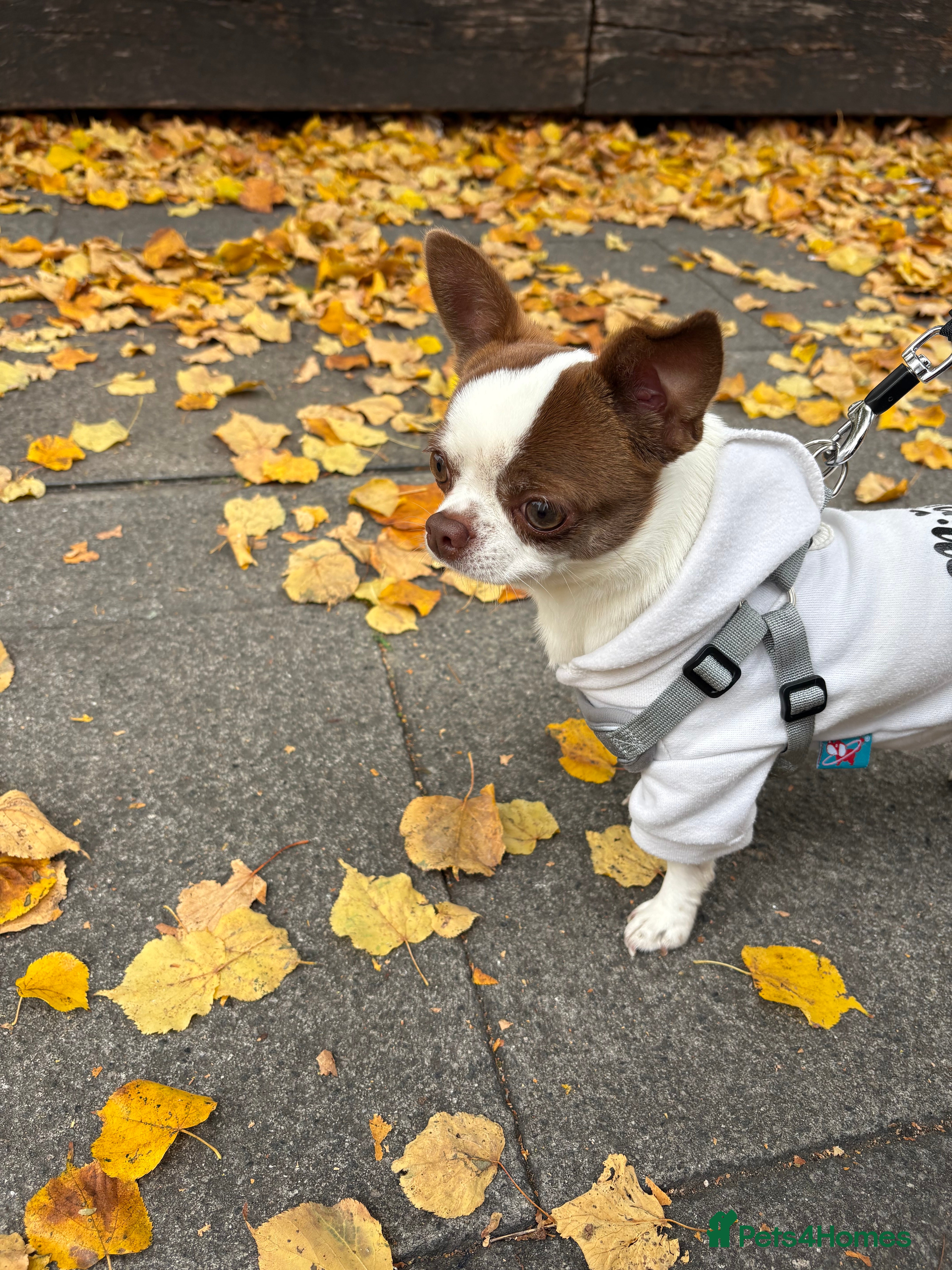 Chihuahua dogs Lucky  - Advert 14