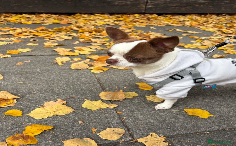 Chihuahua dogs Lucky  - Advert 1