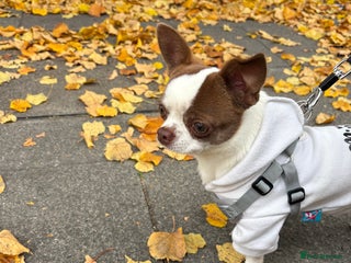 Chihuahua dogs Lucky - Advert 15