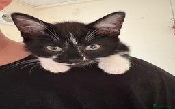 Bombay cats for sale: Milkshake and shadow - Image 2