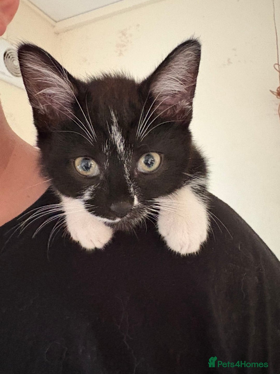 Bombay cats for sale: Milkshake and shadow - Image 2