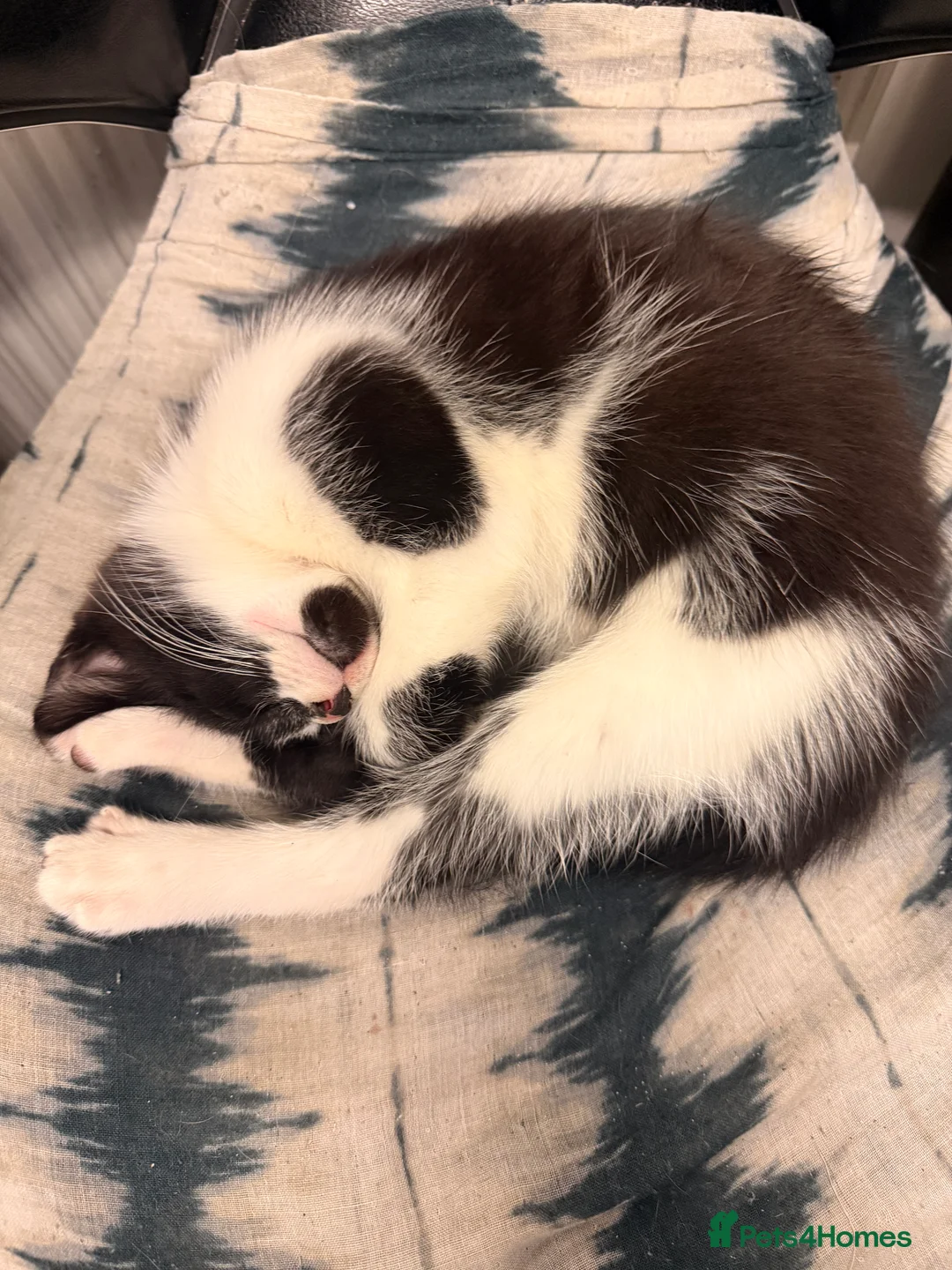 Mixed Breed cats for sale: Kittens for sale - Advert 2