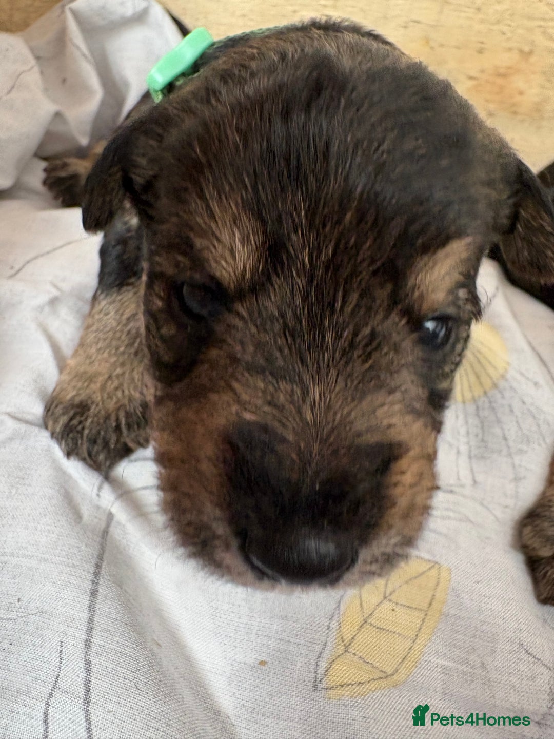 Mixed Breed dogs for sale: Wowauzer puppies for sale. Schnauzer x Welshie - Advert 7
