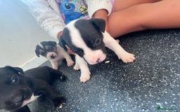 Jack Russell dogs for sale: 2 puppies for sales - Image 18