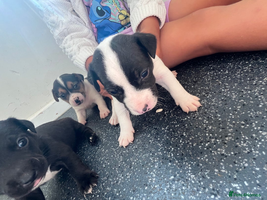 Jack Russell dogs for sale: 2 puppies for sales - Image 18