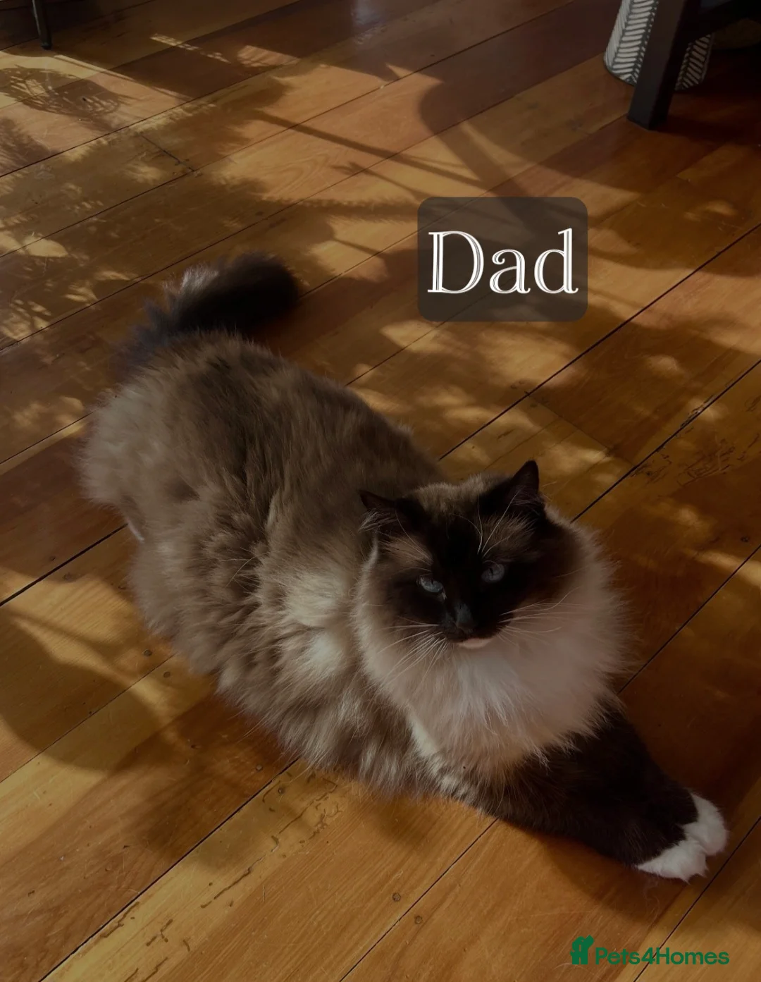 Ragdoll cats for sale: ⭐️ Waiting List ⭐️ Seal Mink Ragdolls in Kings Langley - Advert 2