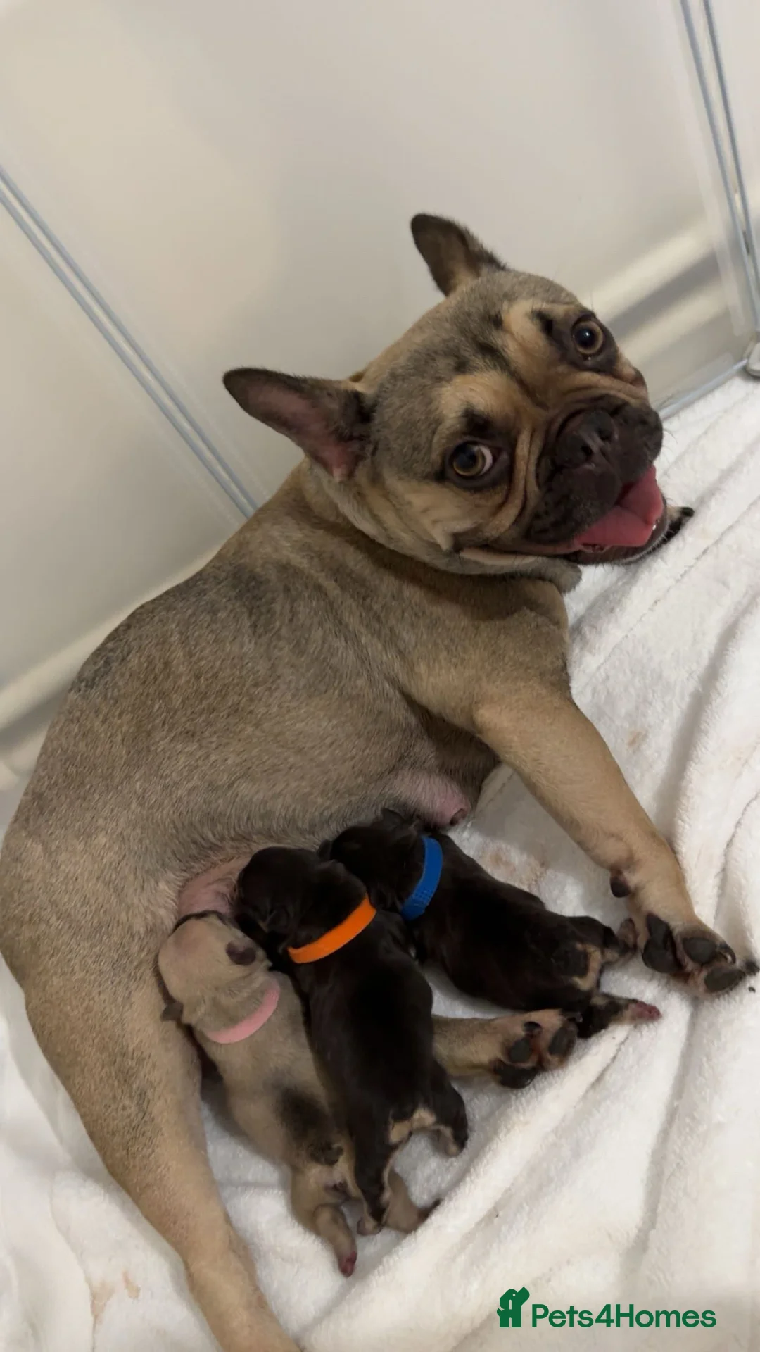 French Bulldog dogs for sale: French Bulldogs Puppies Availabe Soon - Advert 1