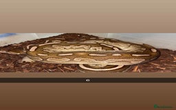 Snake reptiles for sale: Royal Python / Boa  - Image 6