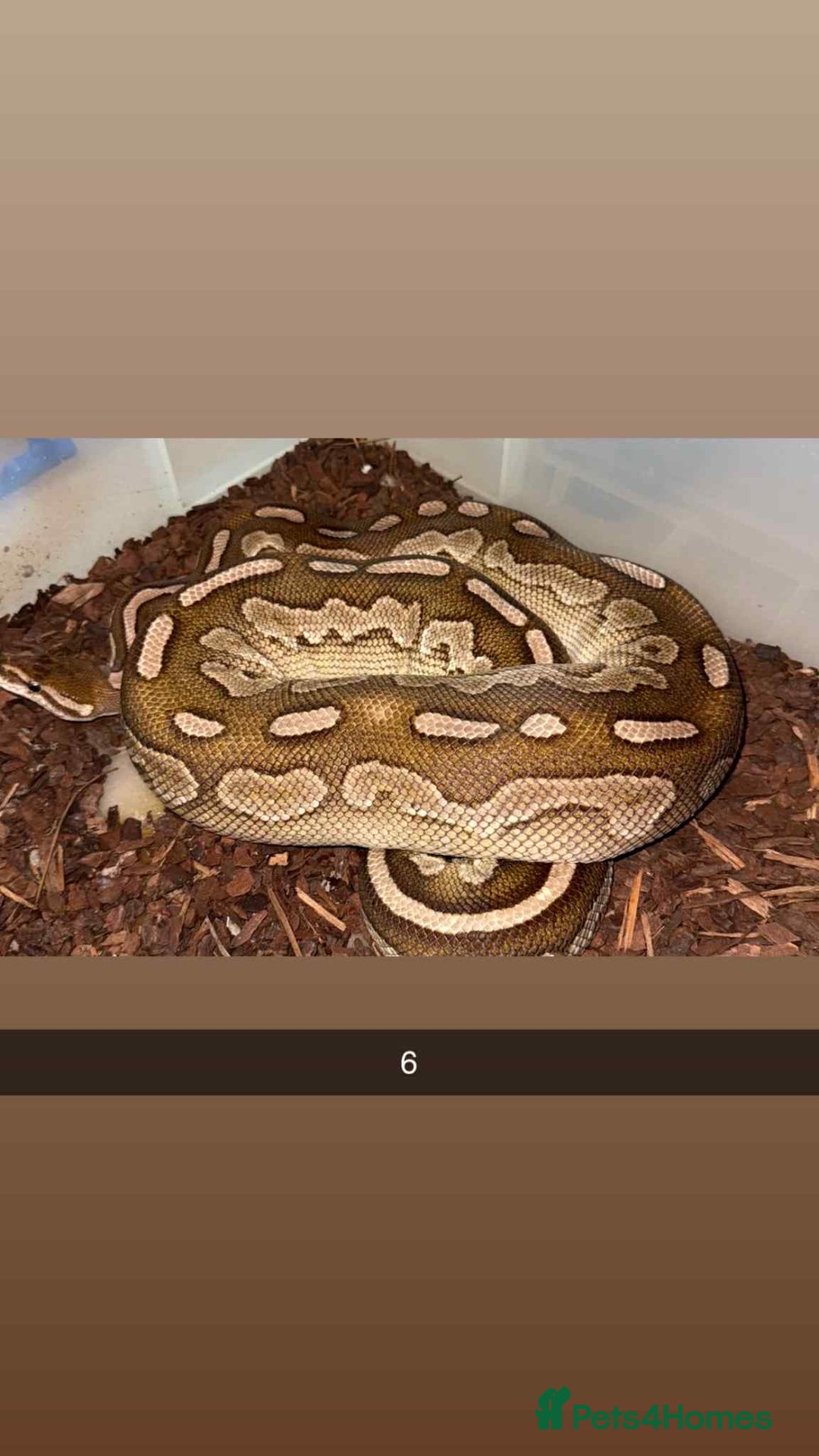 Snake reptiles for sale: Royal Python / Boa  - Image 6