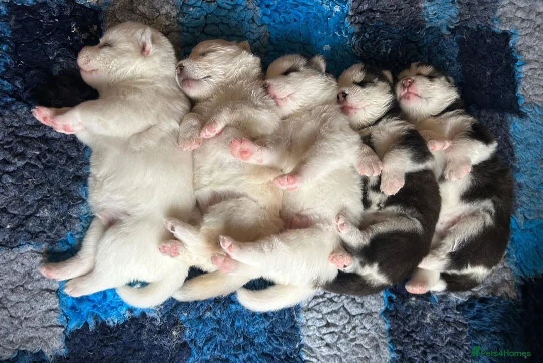 Pomsky dogs for sale: F2 Pomsky Puppies – Luna’s Pride Litter  - Advert 3