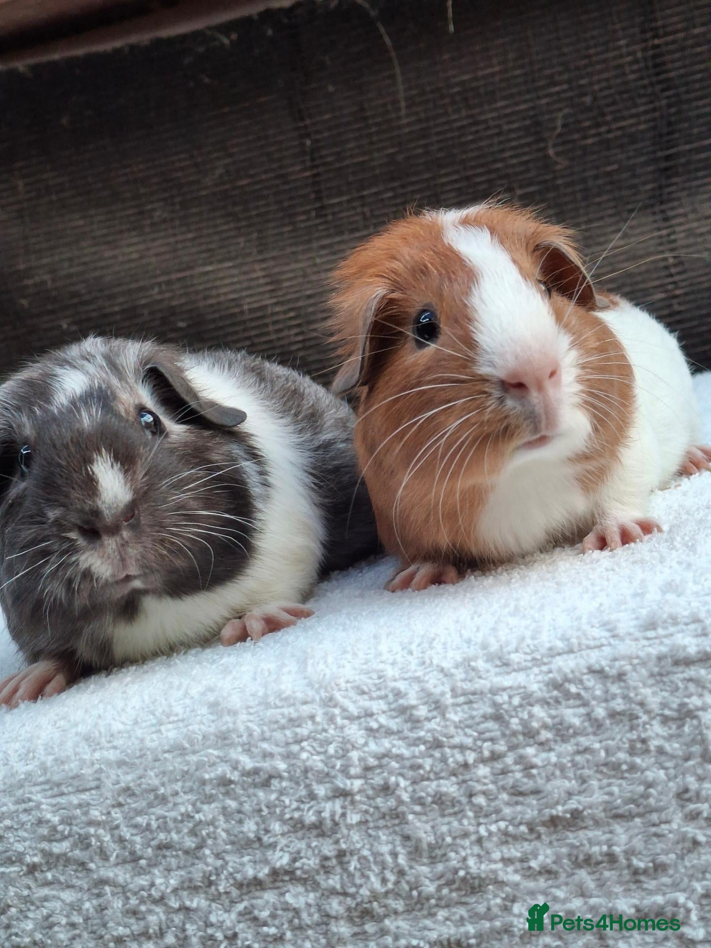Guinea Pig rodents Baby Male Guineapigs - Advert 2