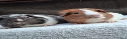 Guinea Pig rodents for sale: Baby Male Guineapigs - Advert 1