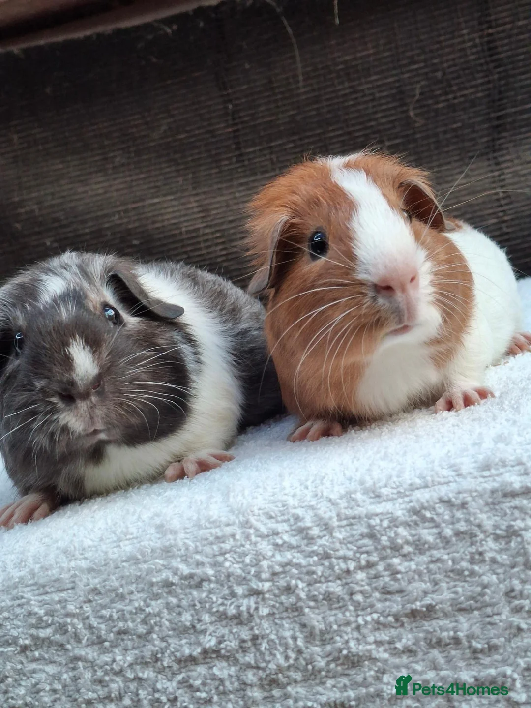 Guinea Pig rodents for sale: Baby Male Guineapigs - Advert 1