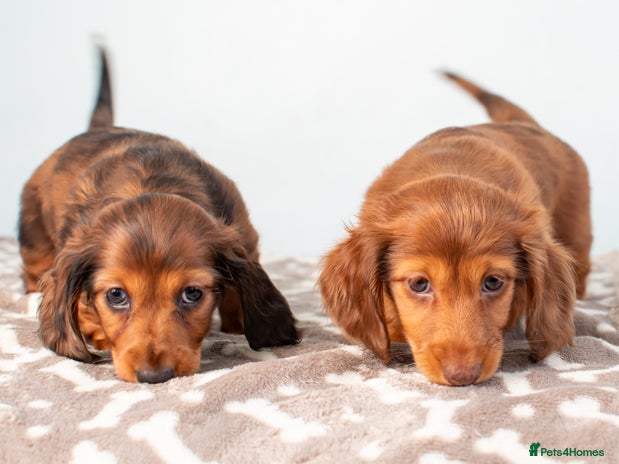 Miniature Dachshund dogs Miniature Long-Haired Dachshund Puppies–Red Merle - Advert 3