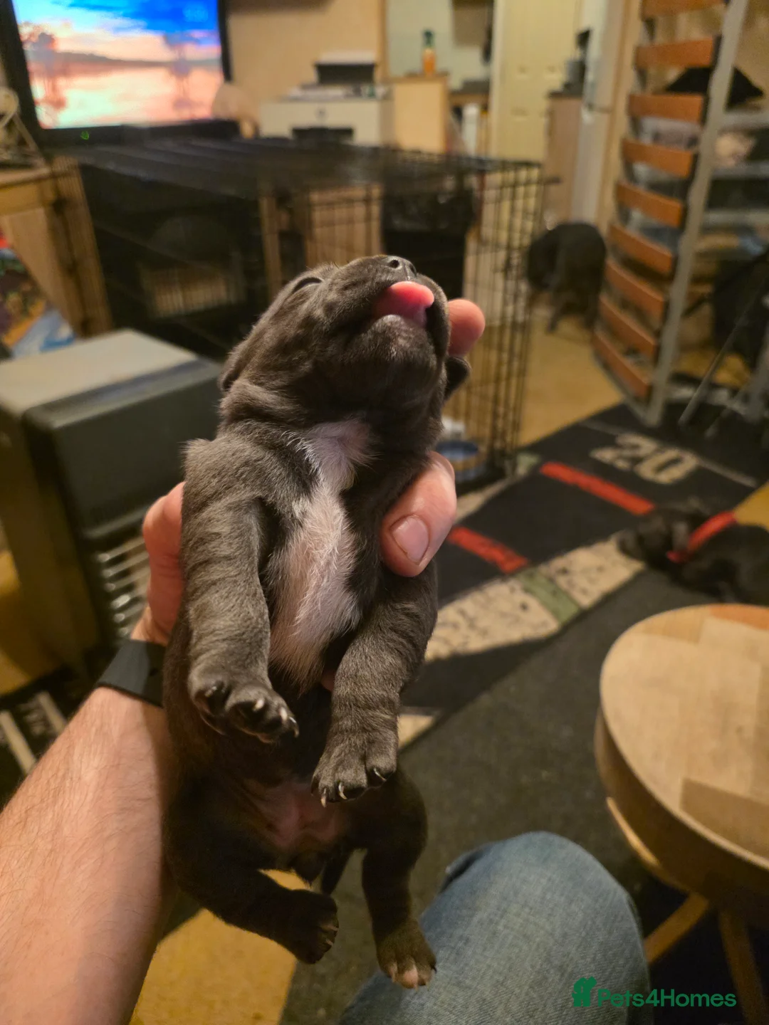 Staffordshire Bull Terrier dogs for sale: Blue Staffordshire Bull Terrier - Advert 26