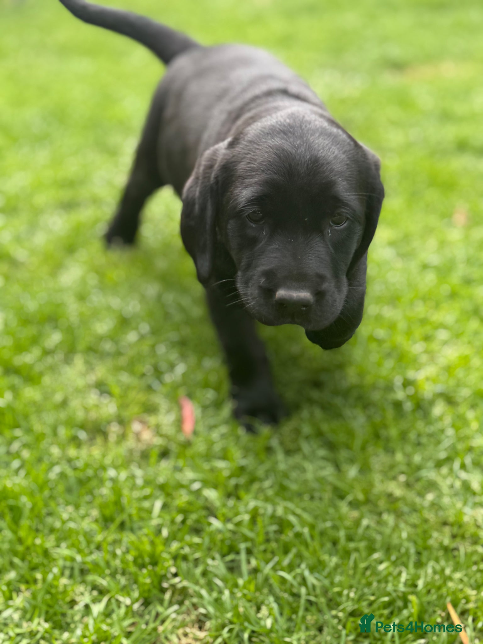 Labrador Retriever dogs for sale: KC Registered Black Labrador bitch  - Advert 7