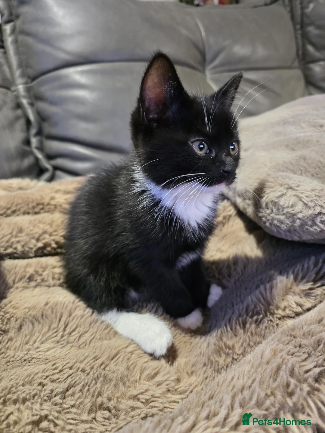 Mixed Breed cats for sale: Adorable Kittens (tri colour/ginger/tuxedo) Ready in Sheffield - Advert 22