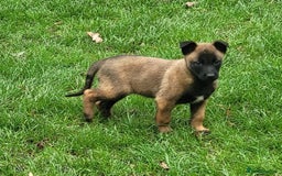 Belgian Shepherd Dog dogs for sale: BELGIAN SHEPHERD  - Image 3