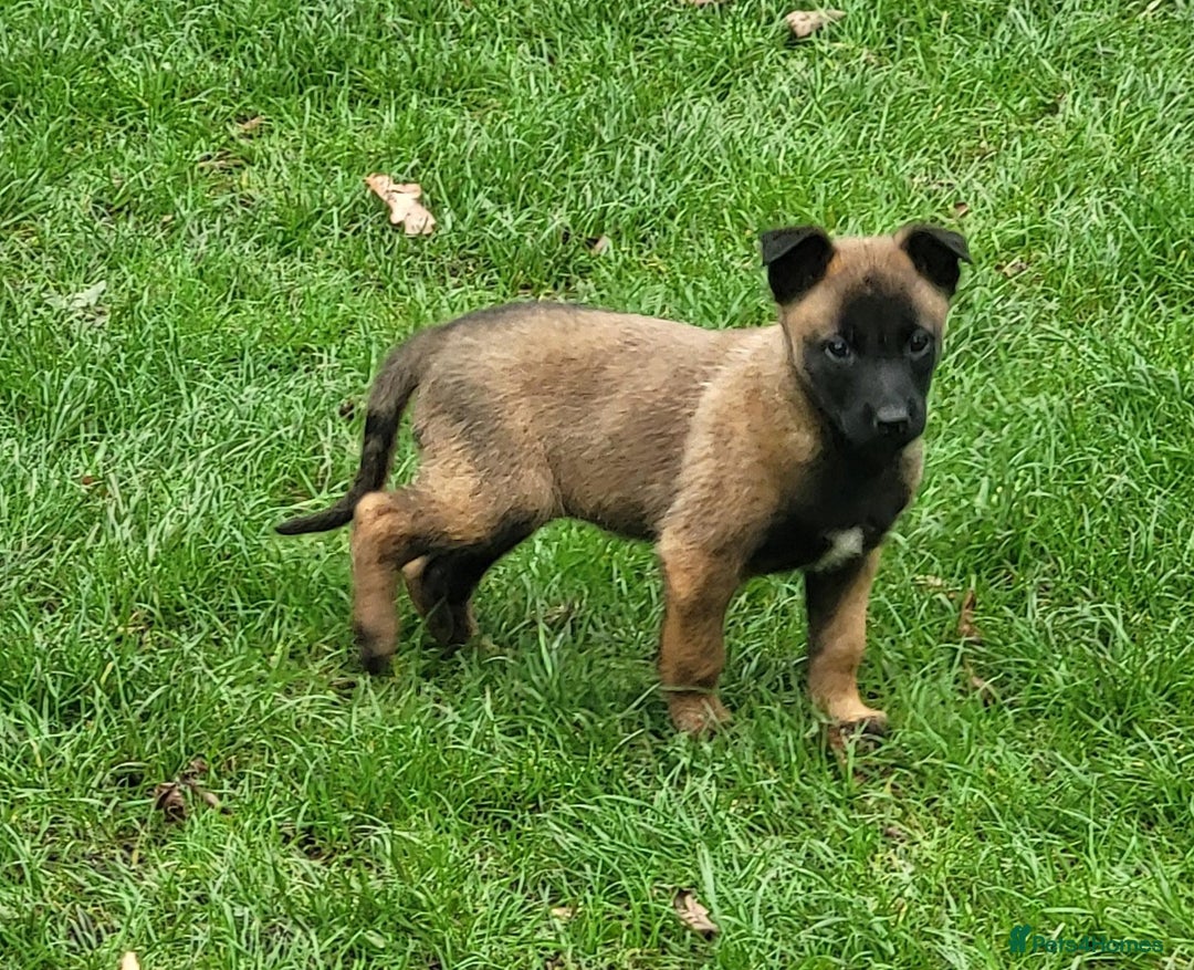 Belgian Shepherd Dog dogs for sale: BELGIAN SHEPHERD  - Image 3