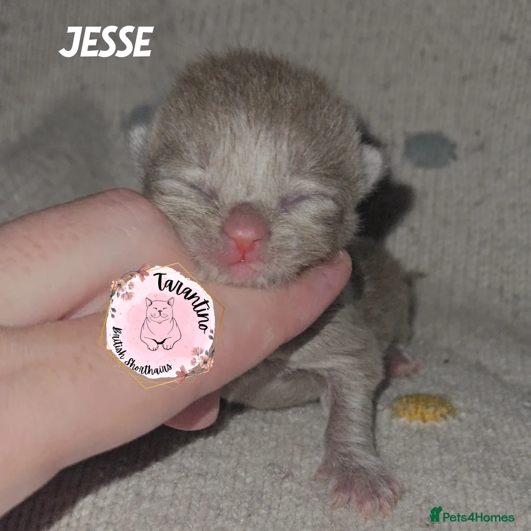 British Shorthair cats for sale: GCCF REGISTERED BRITISH SHORTHAIR KITTENS  - Advert 24