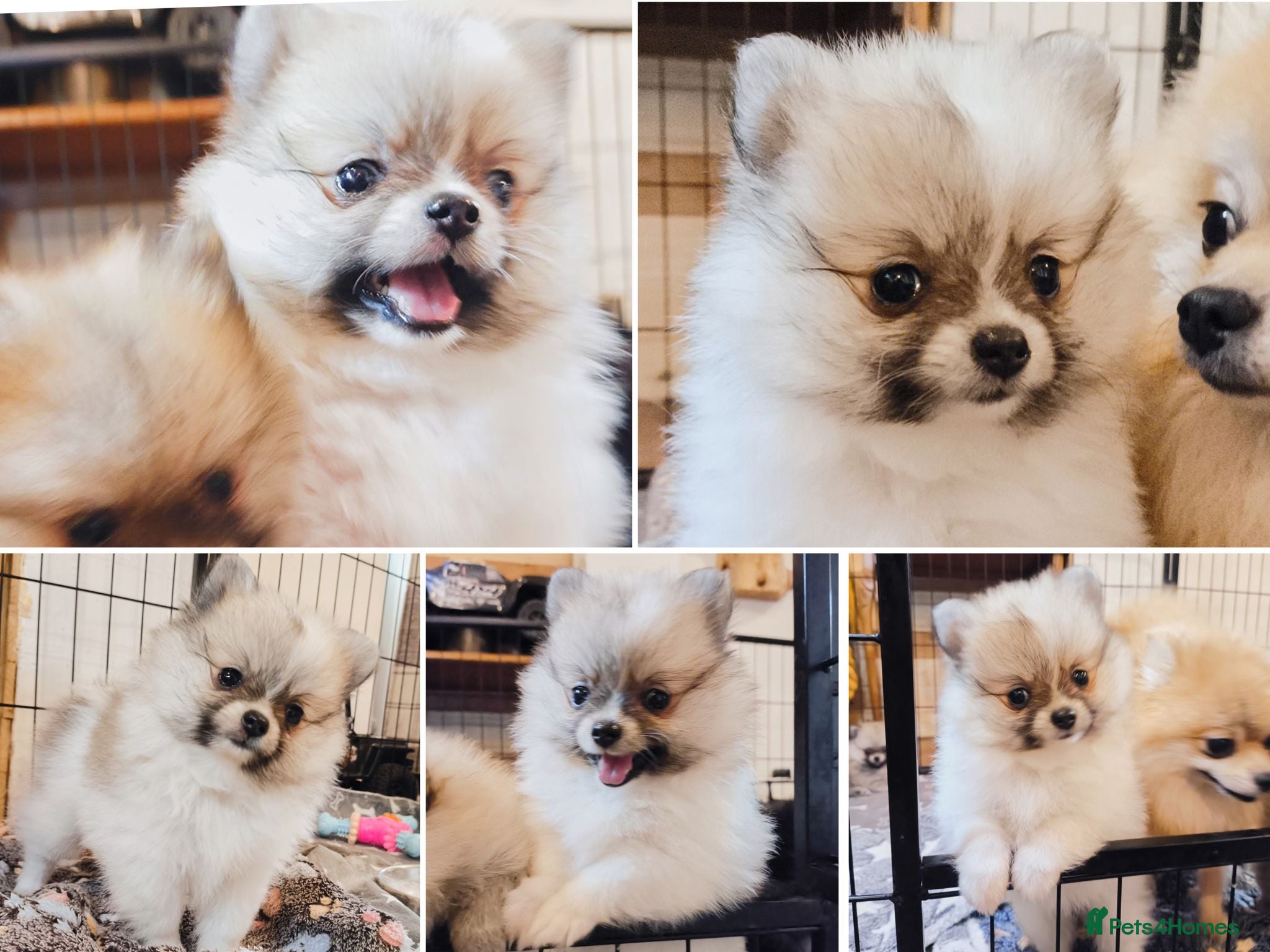 Pomeranian dogs 1 girl left - KC registered pomeranian puppies - Advert 7