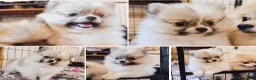 Pomeranian dogs for sale: 1 girl left - KC registered pomeranian puppies - Advert 1