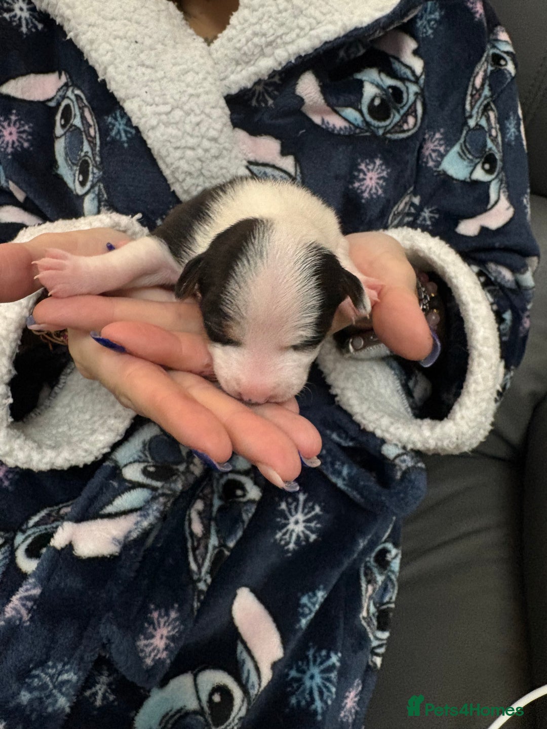 Mixed Breed dogs for sale: jackhuahua Pups - Image 15