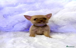 Pomchi dogs for sale: Fluffy Tiny Pomchi Puppies.🥰😍🤗 - Image 5
