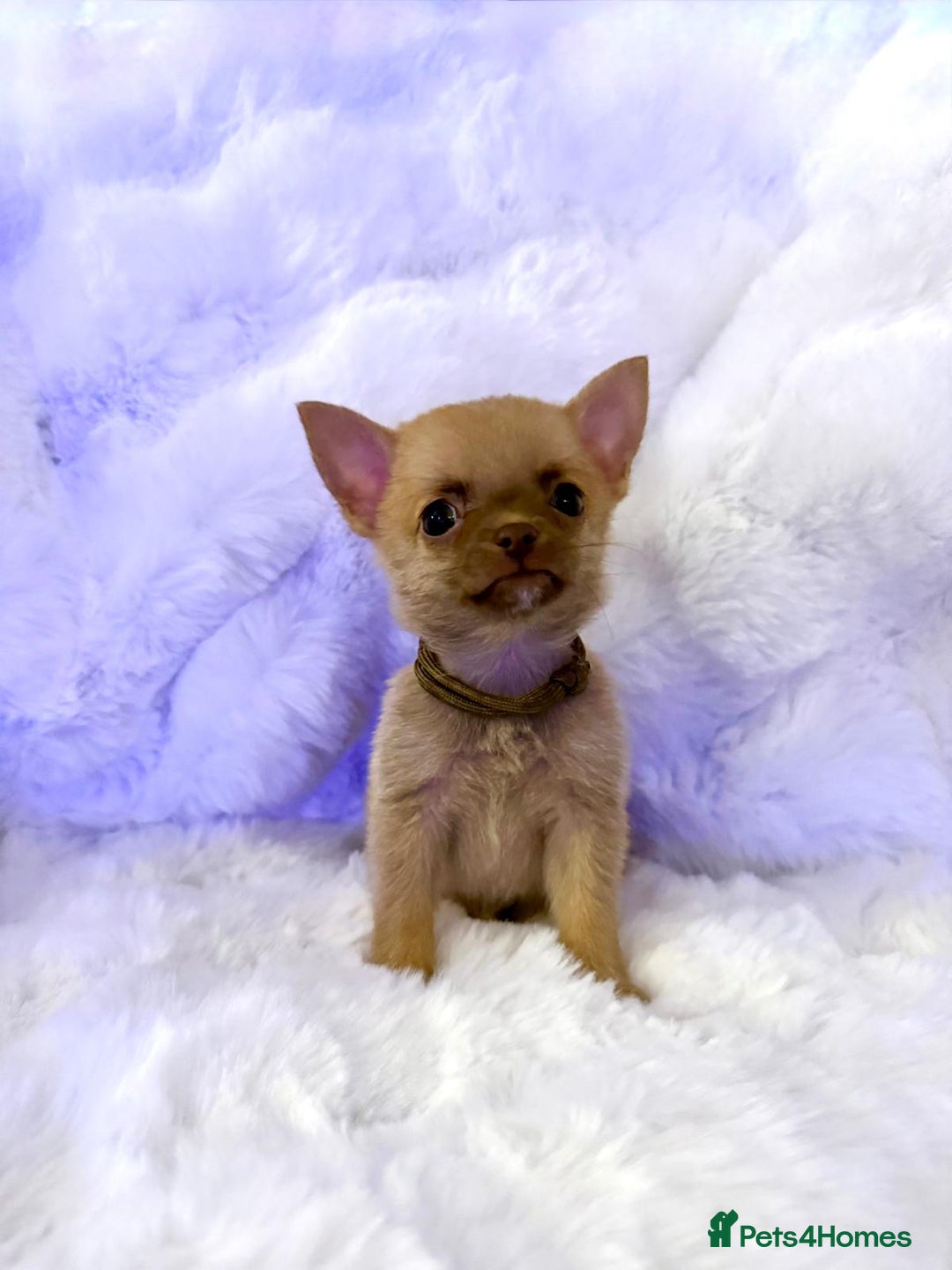 Pomchi dogs for sale: Fluffy Tiny Pomchi Puppies.🥰😍🤗 - Image 5