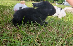 Mini Lop rabbits for sale: Baby mini lop rabbits - Image 14