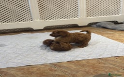 Cavapoo dogs for sale: Cavapoo Pups  - Image 12