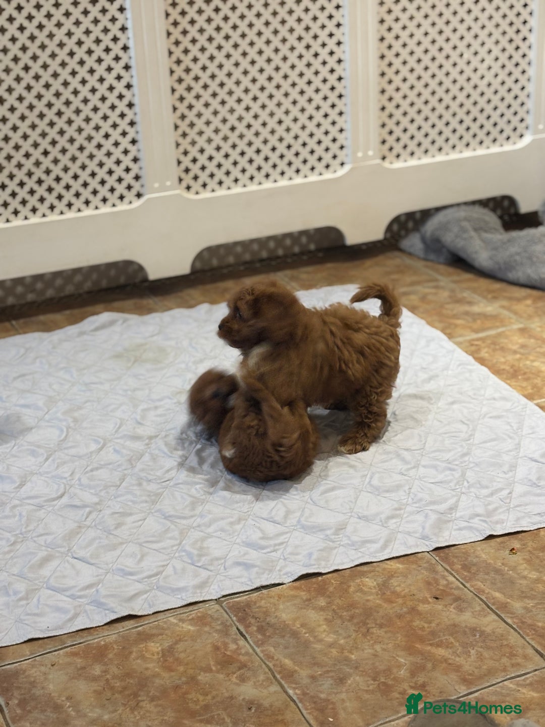 Cavapoo dogs for sale: Cavapoo Pups  - Image 12