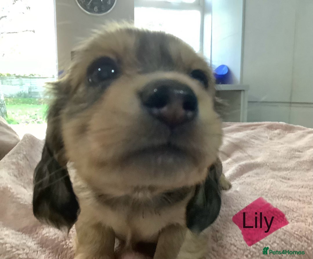Miniature Dachshund dogs for sale: PRA Clear Mini Longhair Dachshund Pups Cream Red.. - Advert 33