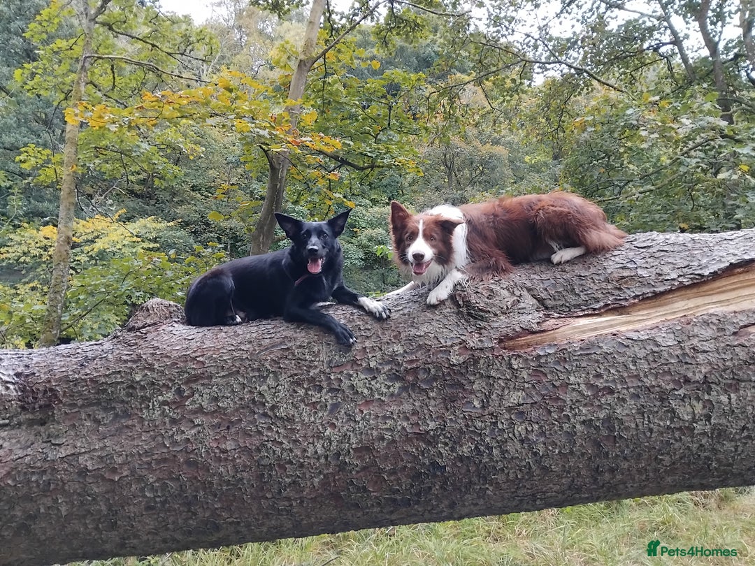Border Collie dogs for sale: Border Collie 3/4 Kelpie 1/4 puppies - Image 4