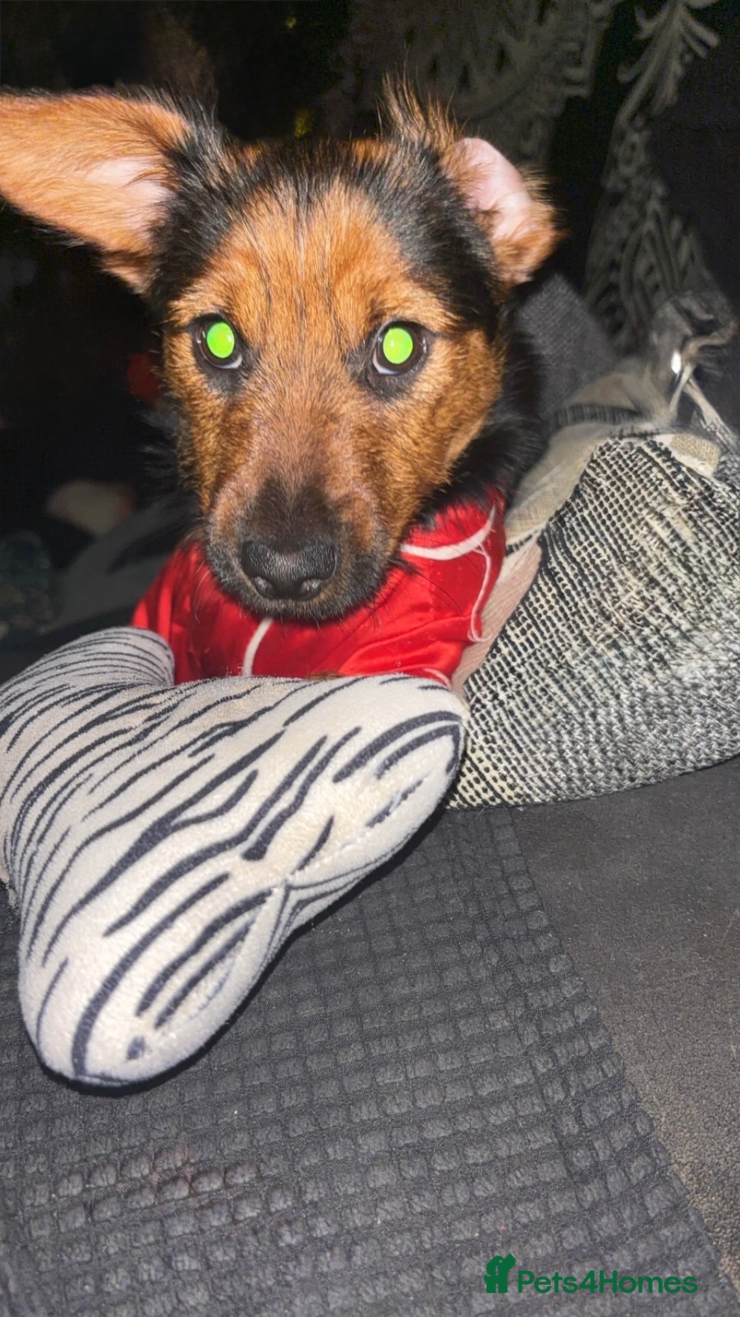 Mixed Breed dogs for sale: 7 month old jack Russel mix - Advert 4