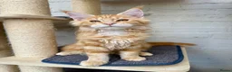Maine Coon cats for sale: TICA Pedigree Massive Red Kittens - Advert 6