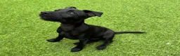 Patterdale Terrier dogs for sale: Frankie in Wallasey - Advert 2