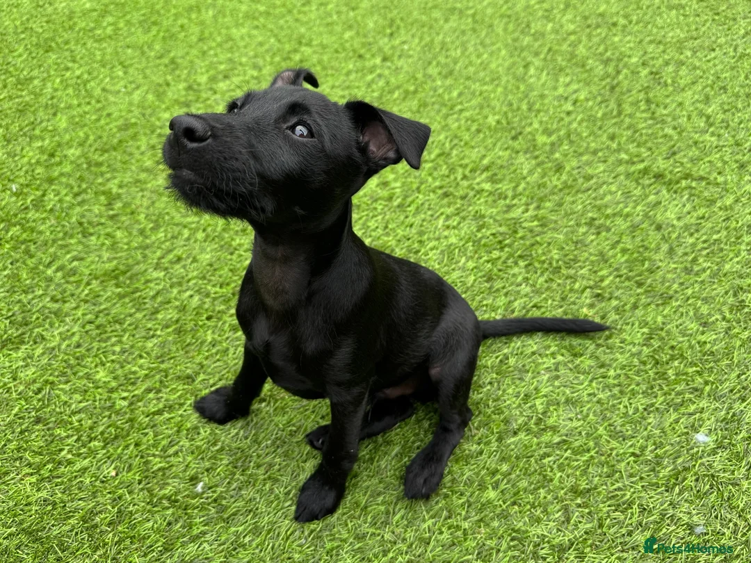 Patterdale Terrier dogs for sale: Frankie in Wallasey - Advert 2
