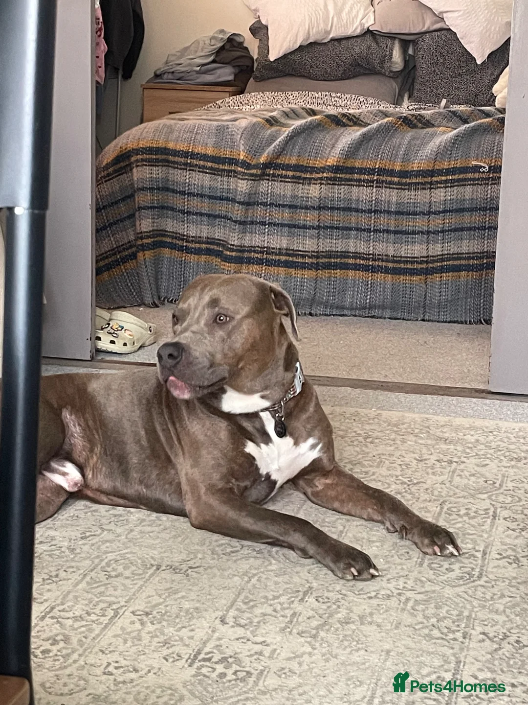 Cane Corso dogs for stud: Arlo - Staff x Cane Corso  - Advert 3