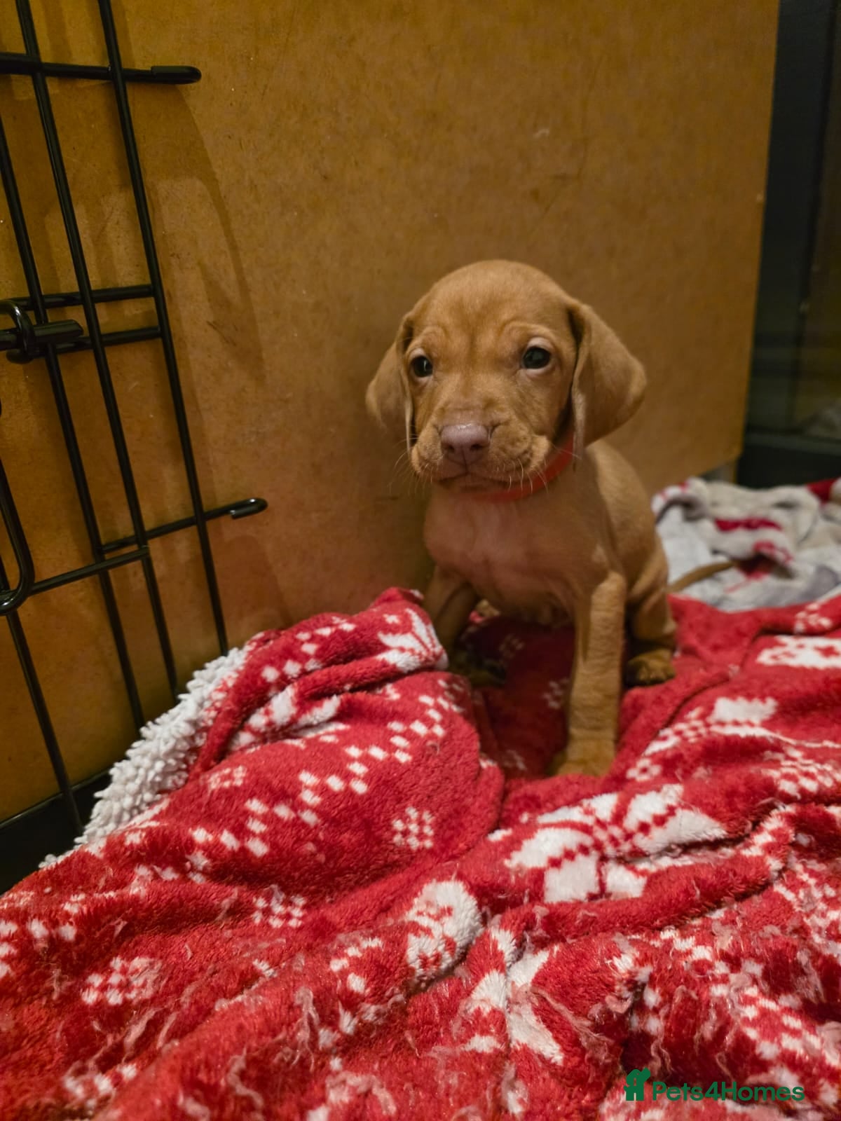 Hungarian Vizsla dogs Hungarian Vizsla Puppies Looking forForever Homes! - Advert 14