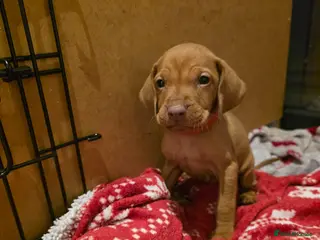 Hungarian Vizsla dogs Hungarian Vizsla Puppies Looking forForever Homes! - Advert 11