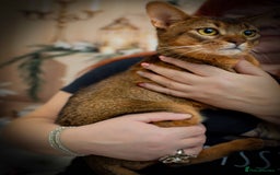 Abyssinian cats for stud: Stud Abyssinian TICA Registered in Corby - Image 5
