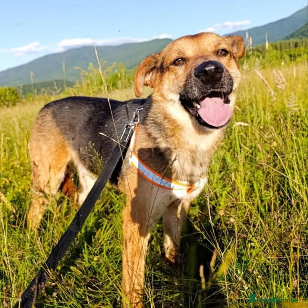 Mixed Breed dogs for adoption: BRUTUS - Advert 2