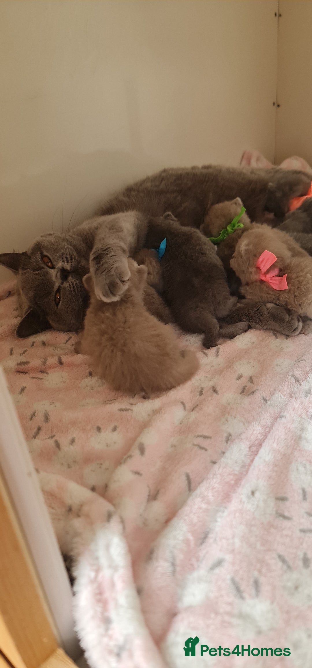 British Shorthair cats for sale: CHAMPION SIRED GCCF REG BSH BLUE MALE KITTEN - Image 4