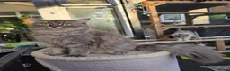 British Longhair cats for sale: British longhair mix fluffy kittens  - Advert 3