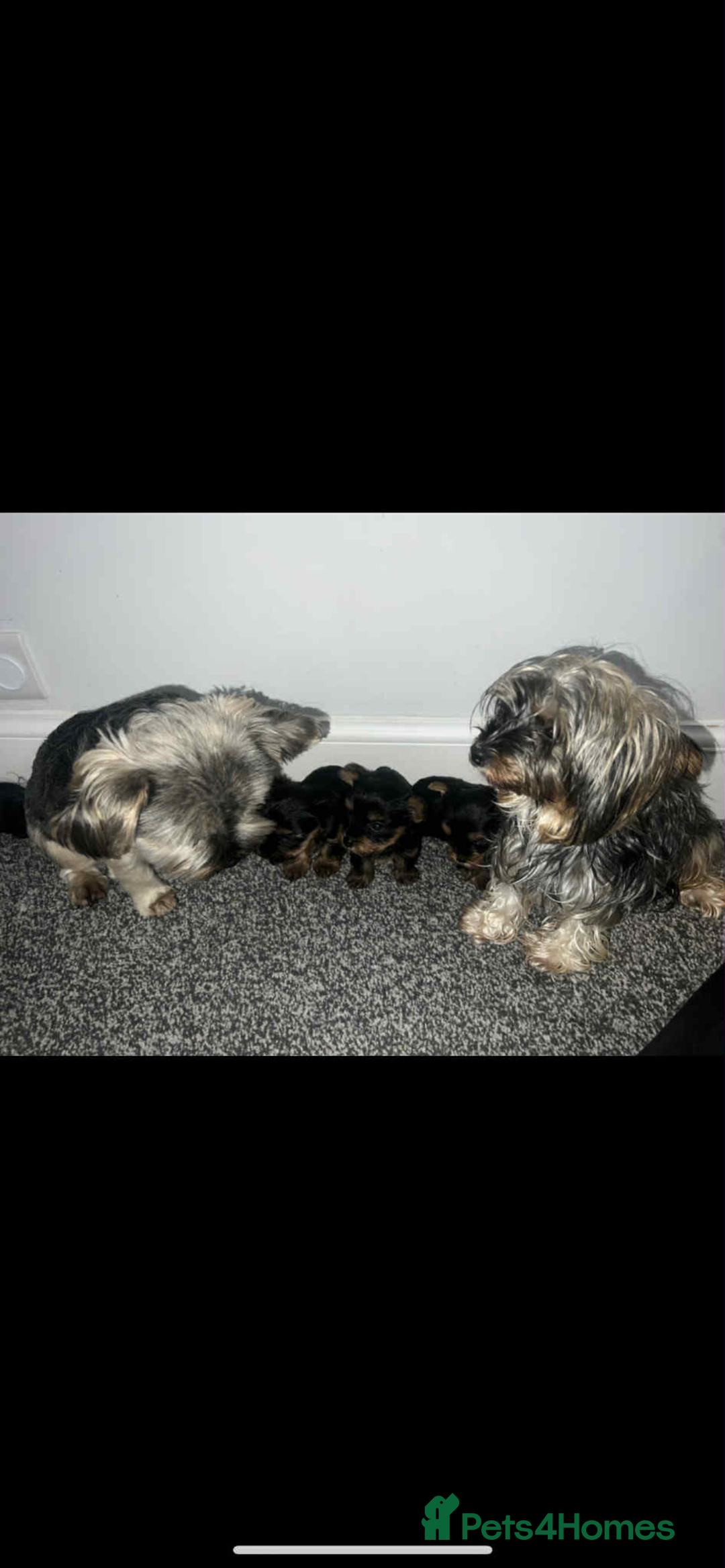 Yorkshire Terrier dogs for sale: Yorkshire terrier puppies for sale  - Image 8