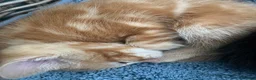 Ragdoll cats for sale: Handsome ragdoll x very affectionate, well handled - Advert 16