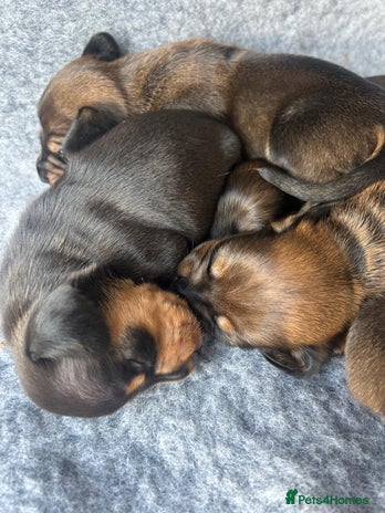 Miniature Dachshund dogs - Advert 2